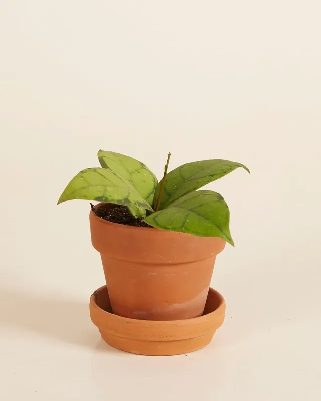plnts-babyplnts-hoya-callistophylla-steckling-2-cm-10-cm-hoch image 1