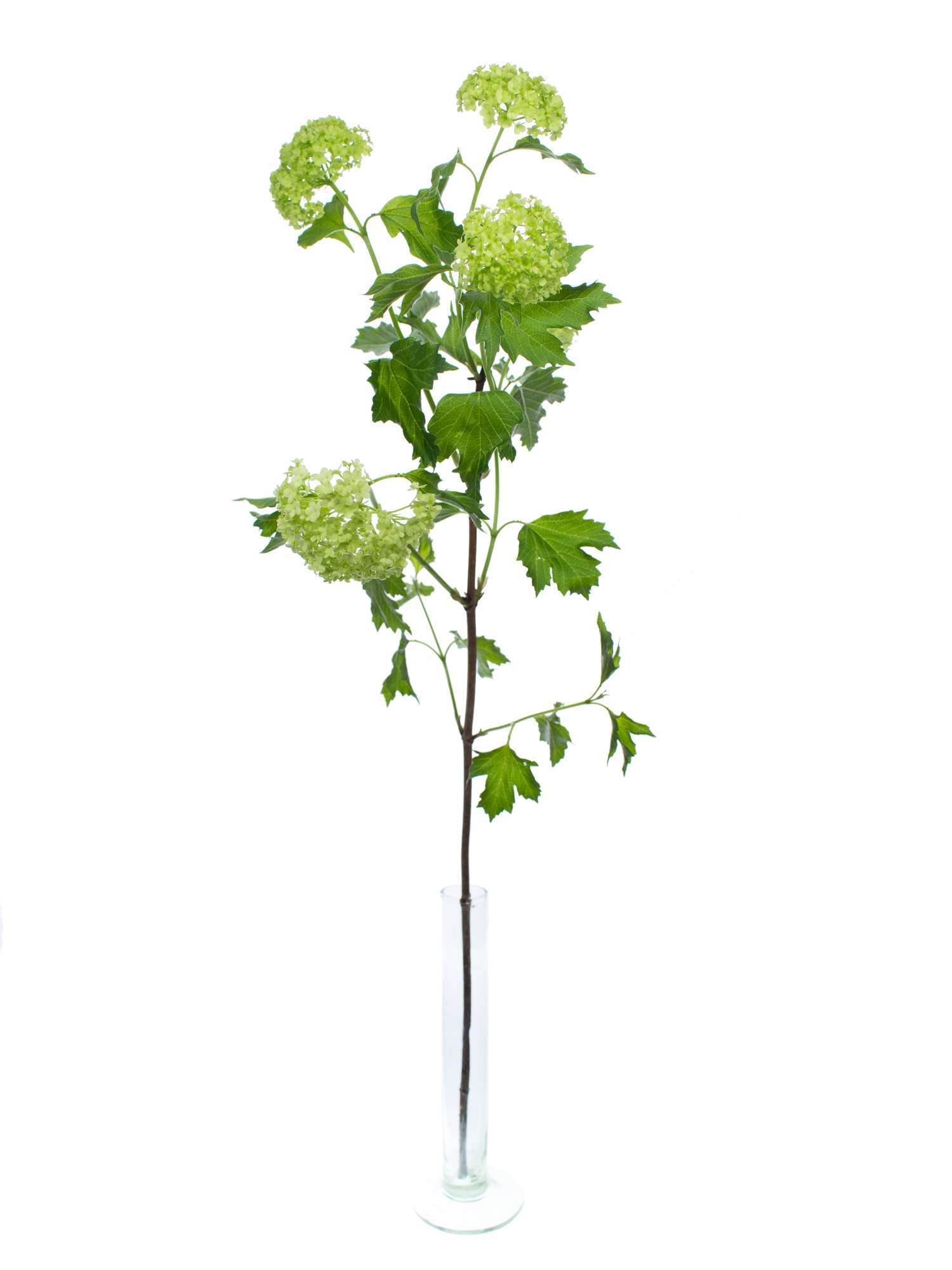 blumigo-rosen-viburnum-roseum-schneeball-schnittblume-gr-n image 3