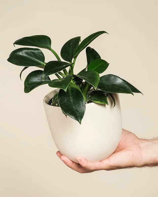 feey-philodendron-imperial-green-zimmerpflanze-ohne-bertopf image 1