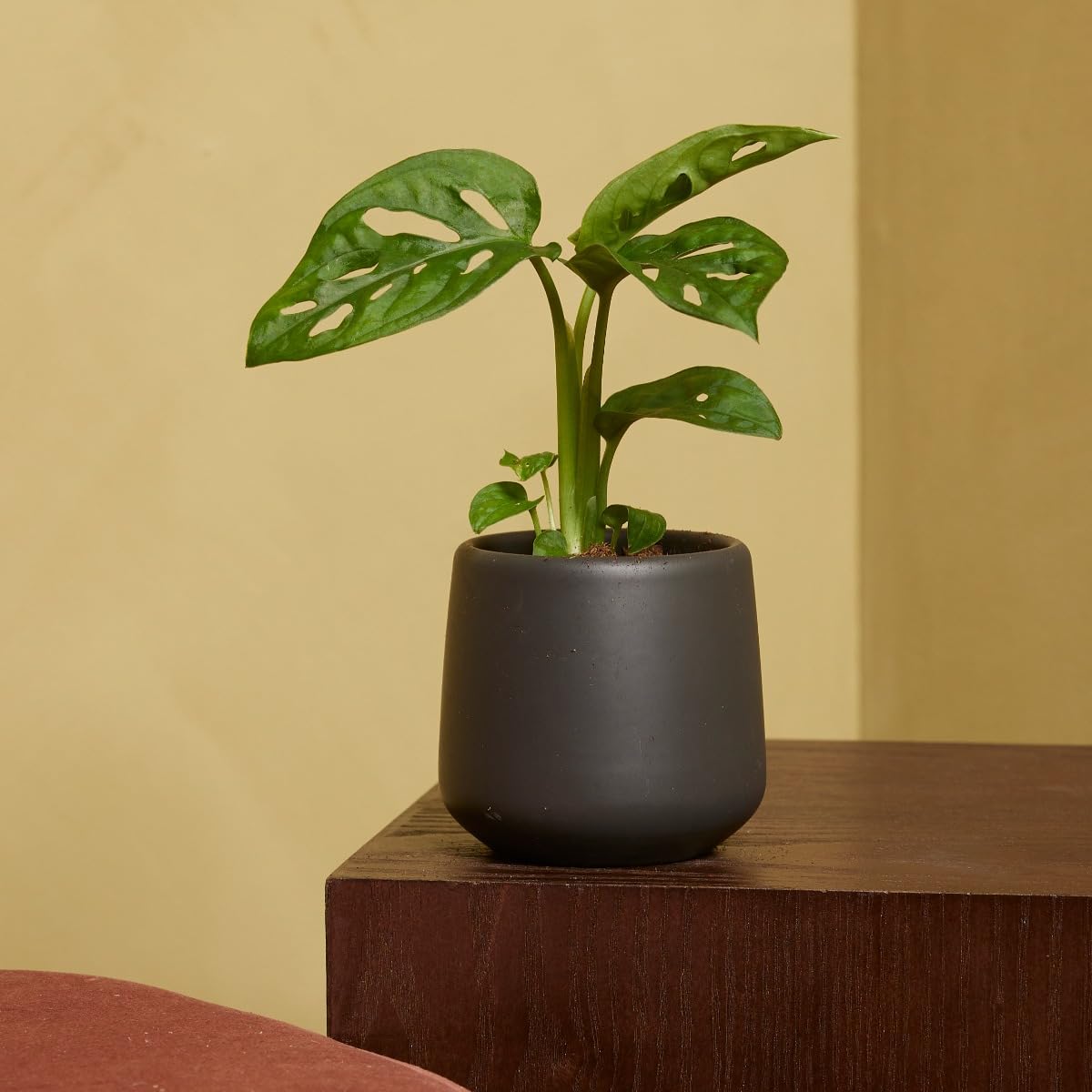plnts-babyplnts-monstera-adansonii-zimmerpflanze-15-cm image 7
