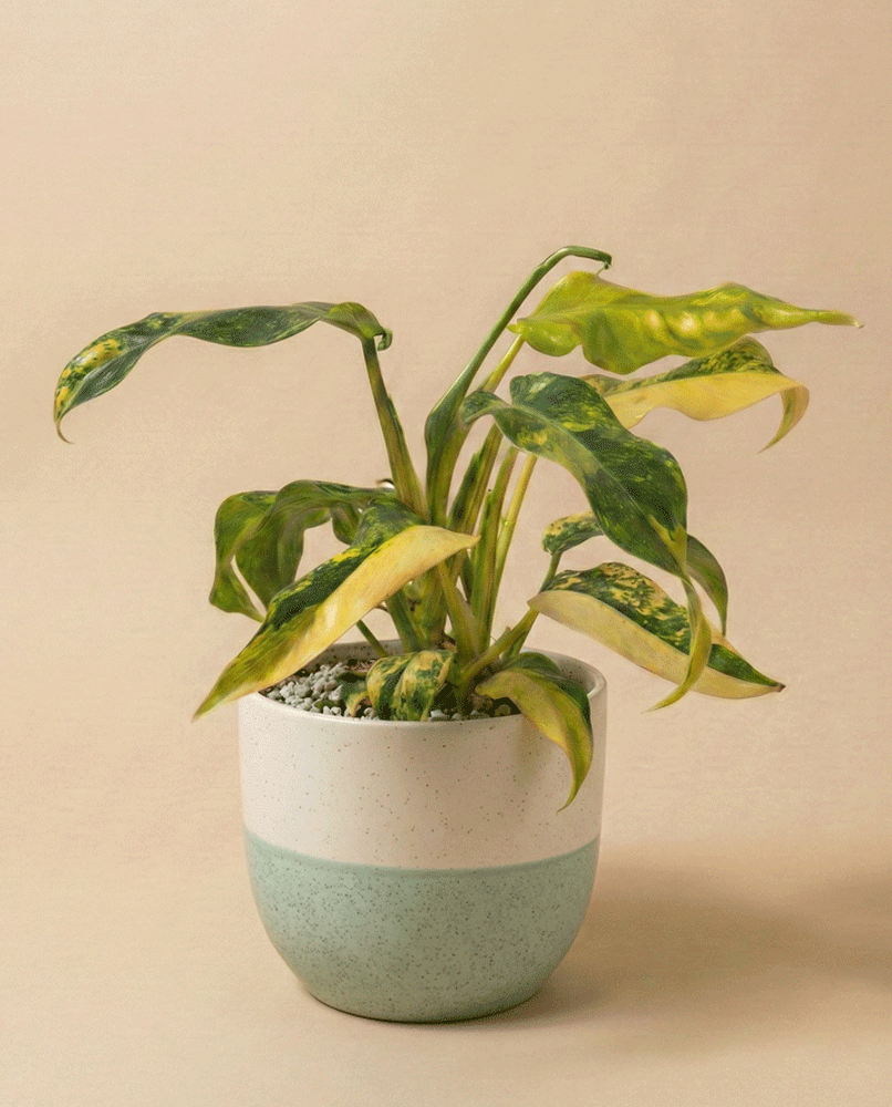 feey-variado-monstera-standleyana-aurea-zimmerpflanze image 4