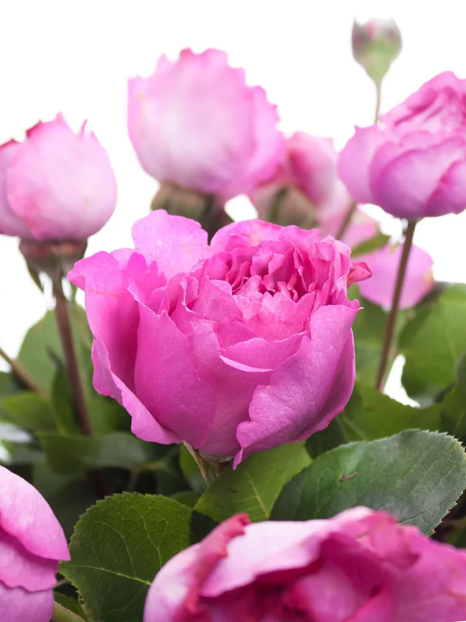 blumigo-rosen-ives-piaget-duftrosen-pink image 1