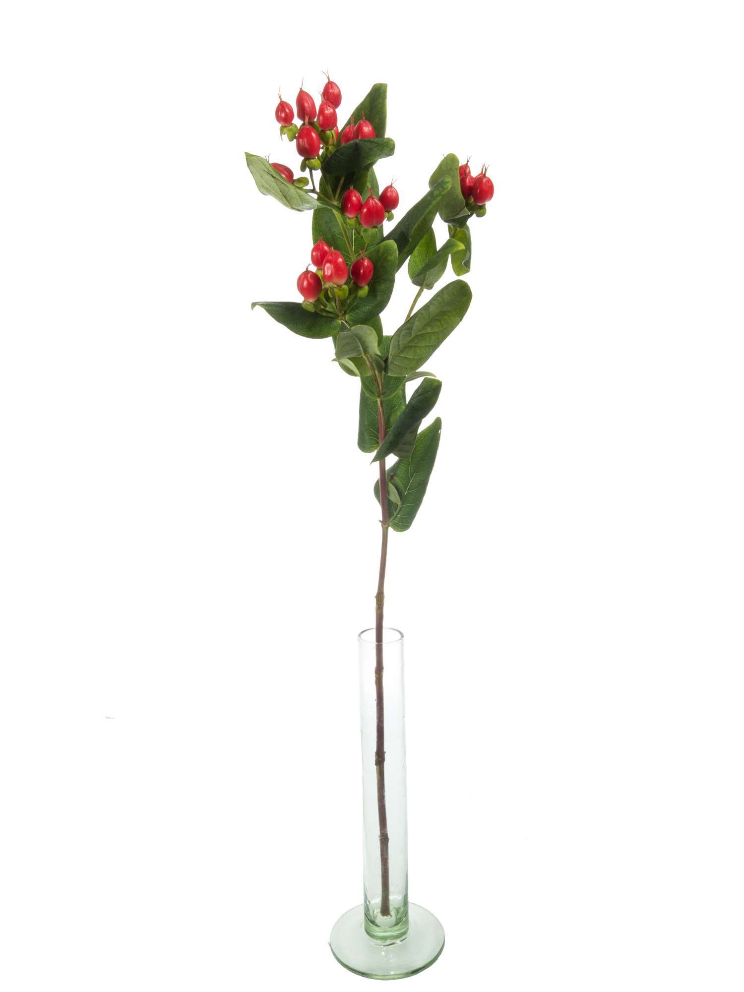 blumigo-exklusives-greenery-hypericum-coco-diablo-schnittgr-n-rot image 3