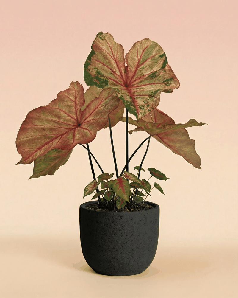 feey-variado-caladium-autumn-beauty-zimmerpflanze-ohne-bertopf image 5