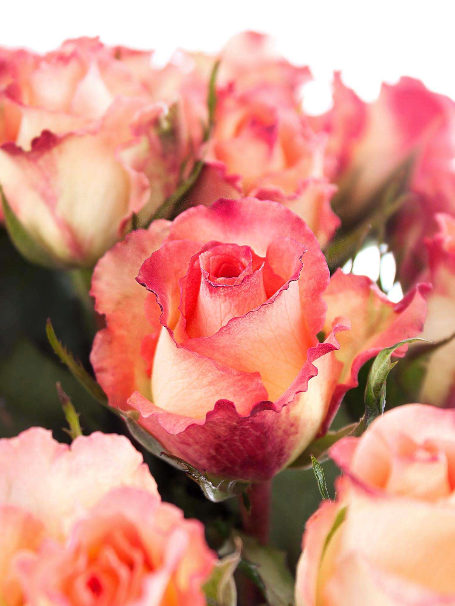 blumigo-rosen-duett-creme-pink-schnittblume image 1