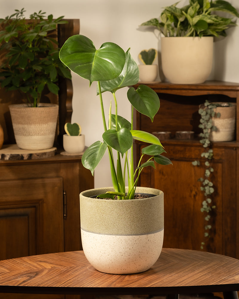 feey-variado-monstera-deliciosa-fensterblatt-ohne-bertopf image 4
