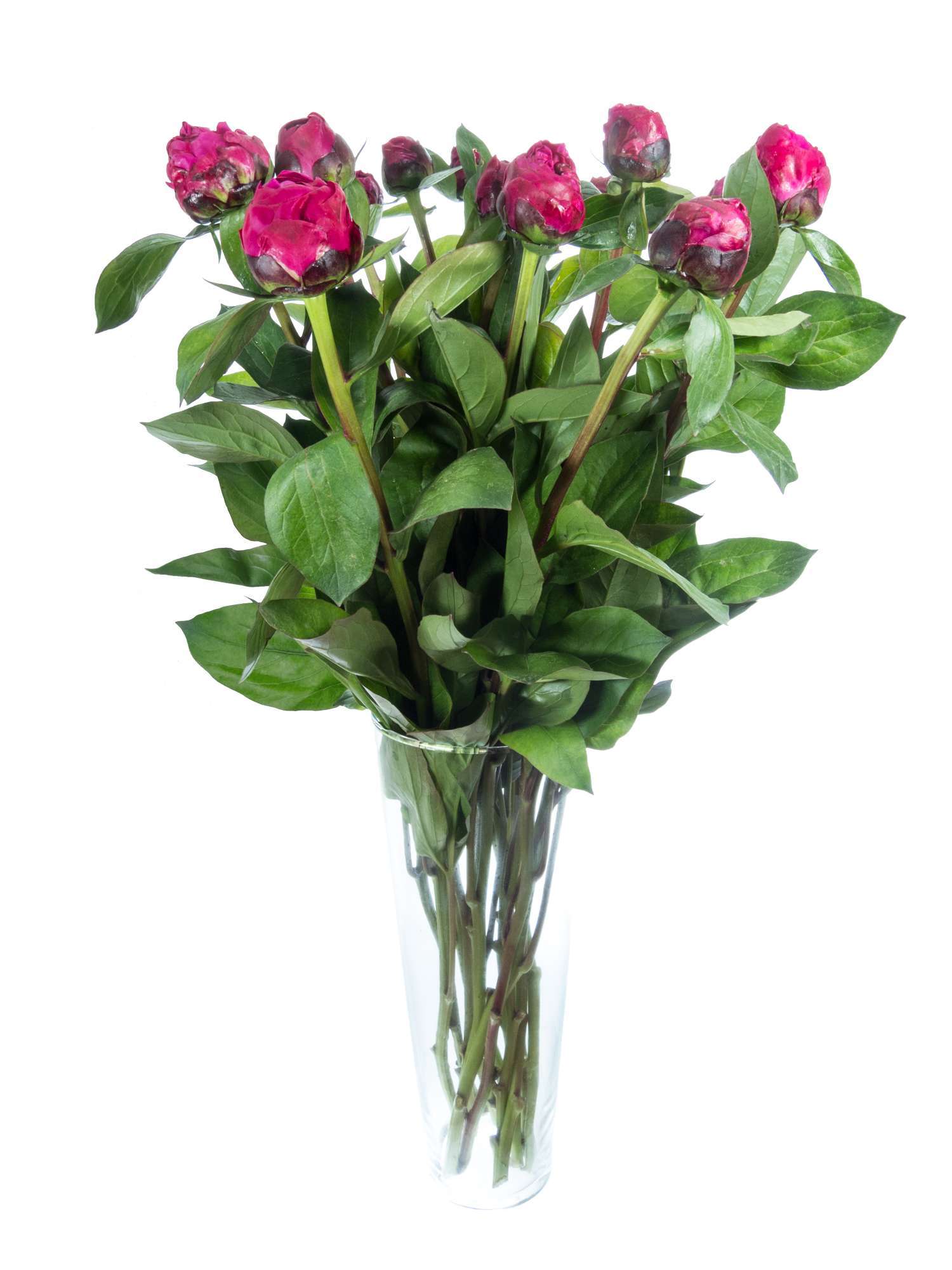 blumigo-pfingstrosen-red-sarah-bernhardt-blume-pink-einzeln image 2