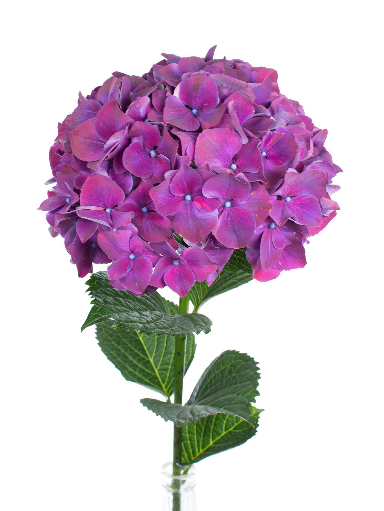 blumigo-hortensien-magical-rubyred-schnittblume-lila image 1