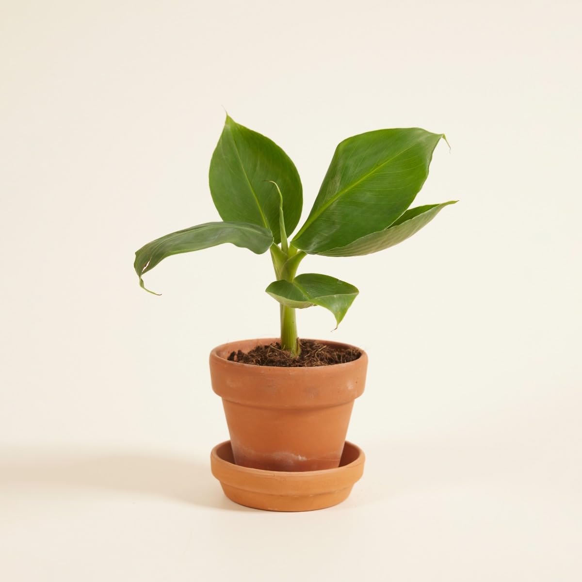 plnts-babyplnts-musa-dwarf-bananenpflanze-mini-15cm image 7