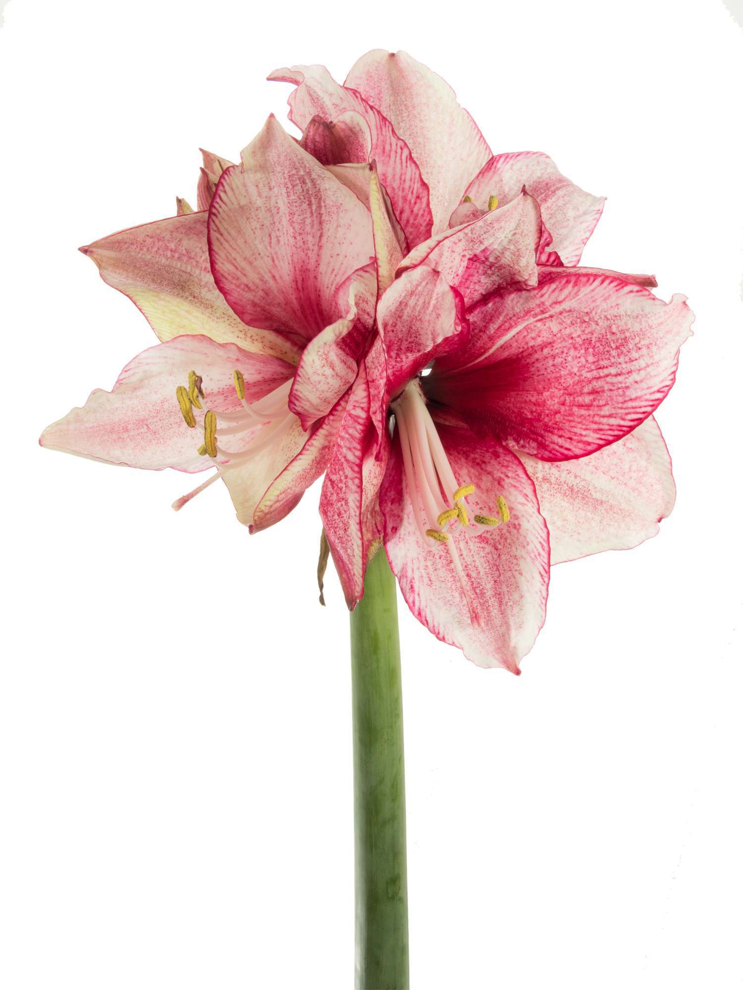 blumigo-amaryllis-daphne-schnittblume-pink-wei image 2