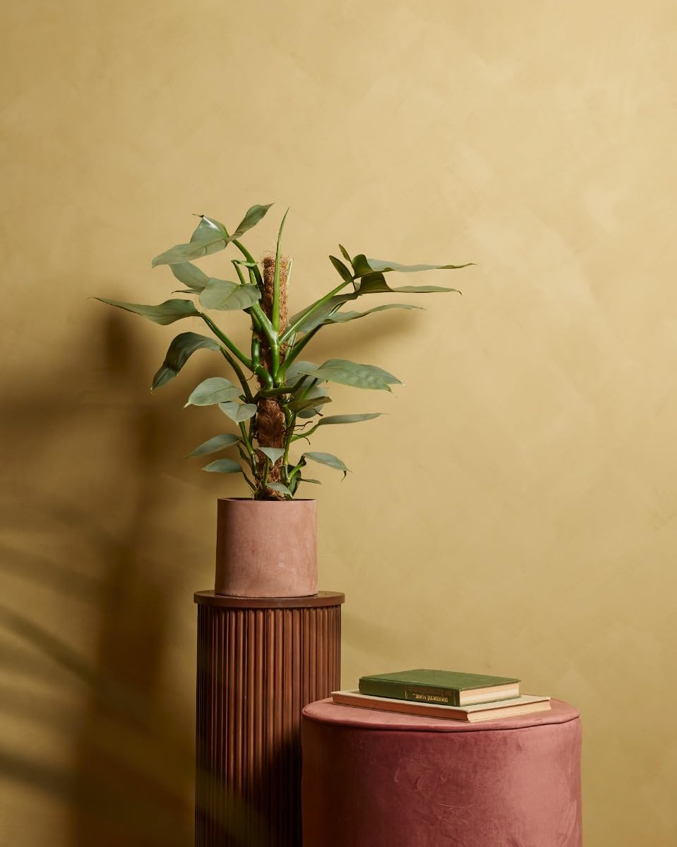 plnts-rareplnts-philodendron-hastatum-zimmerpflanze-60-cm-silber image 4