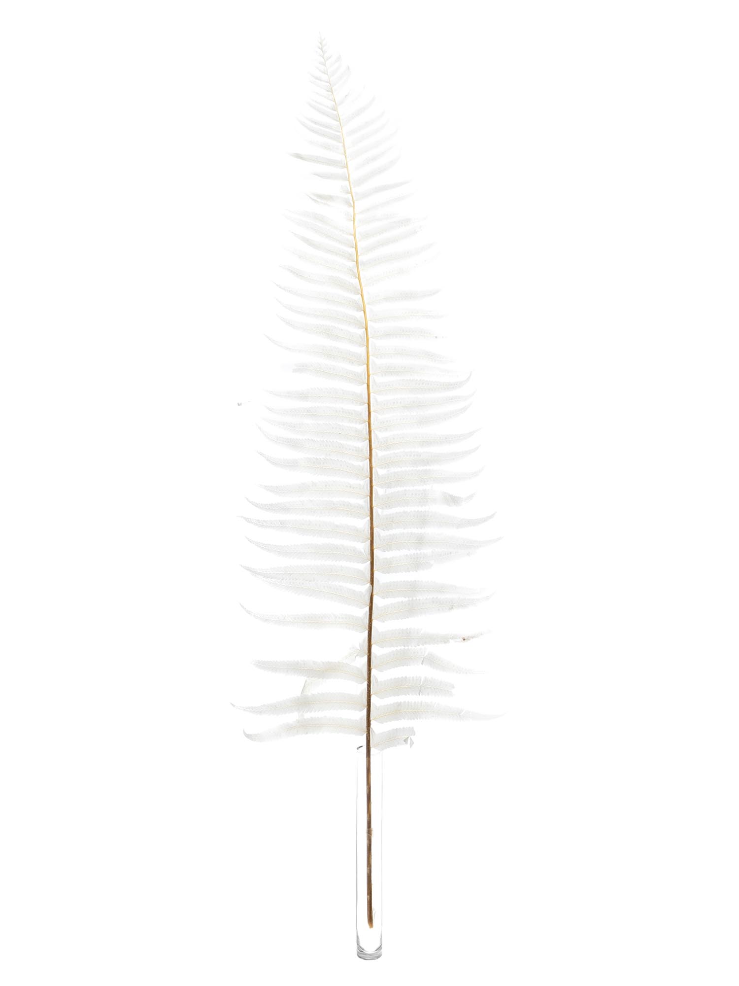 blumigo-trockenblumen-schwertfarn-deko-gebleicht-creme image 4
