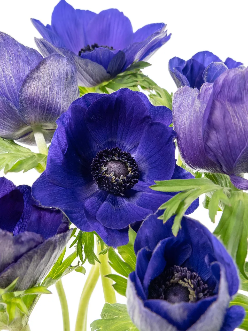 blumigo-anemonen-schnittanemone-blau image 1