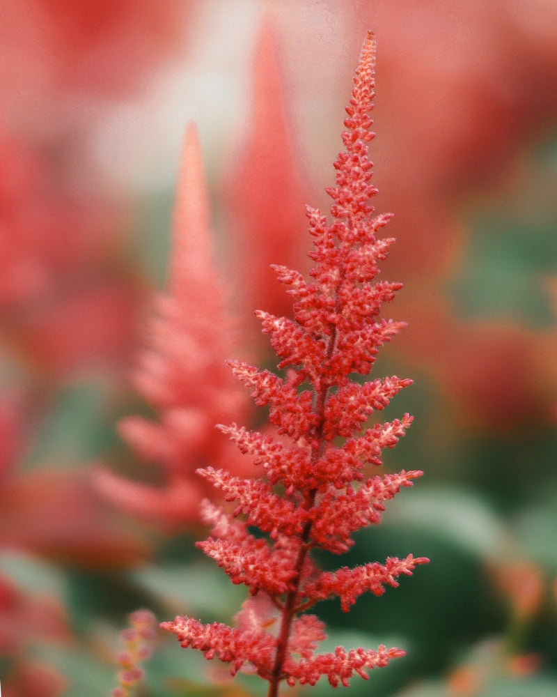 feey-amsterdam-astilbe-pink-3-stk-zum-eingraben-winterhart image 2