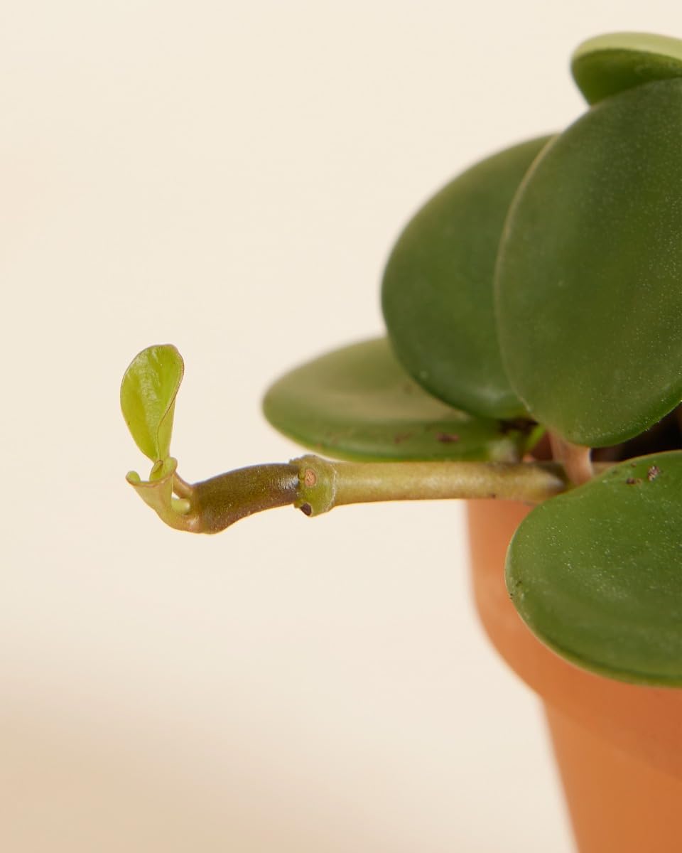 plnts-babyplnts-peperomia-hope-zwergpfeffer-6-cm-topf-15-cm-hoch image 4