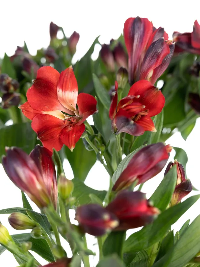 blumigo-alstromerien-rumba-inkalilien-rot image 1