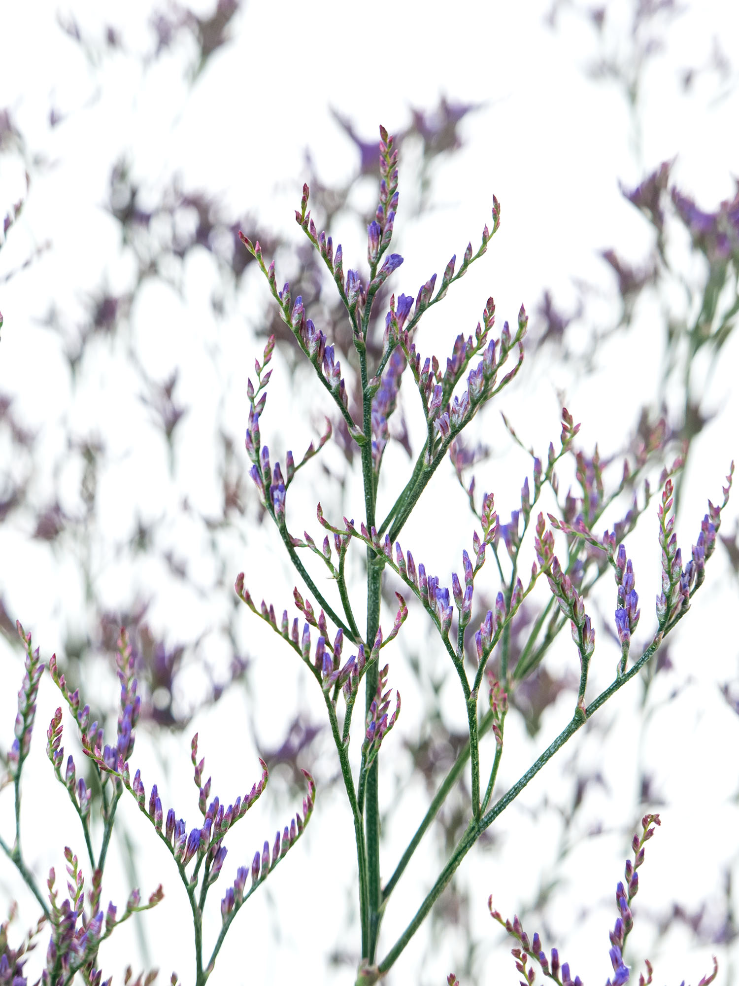 blumigo-strandflieder-dark-blue-violett-statize image 2