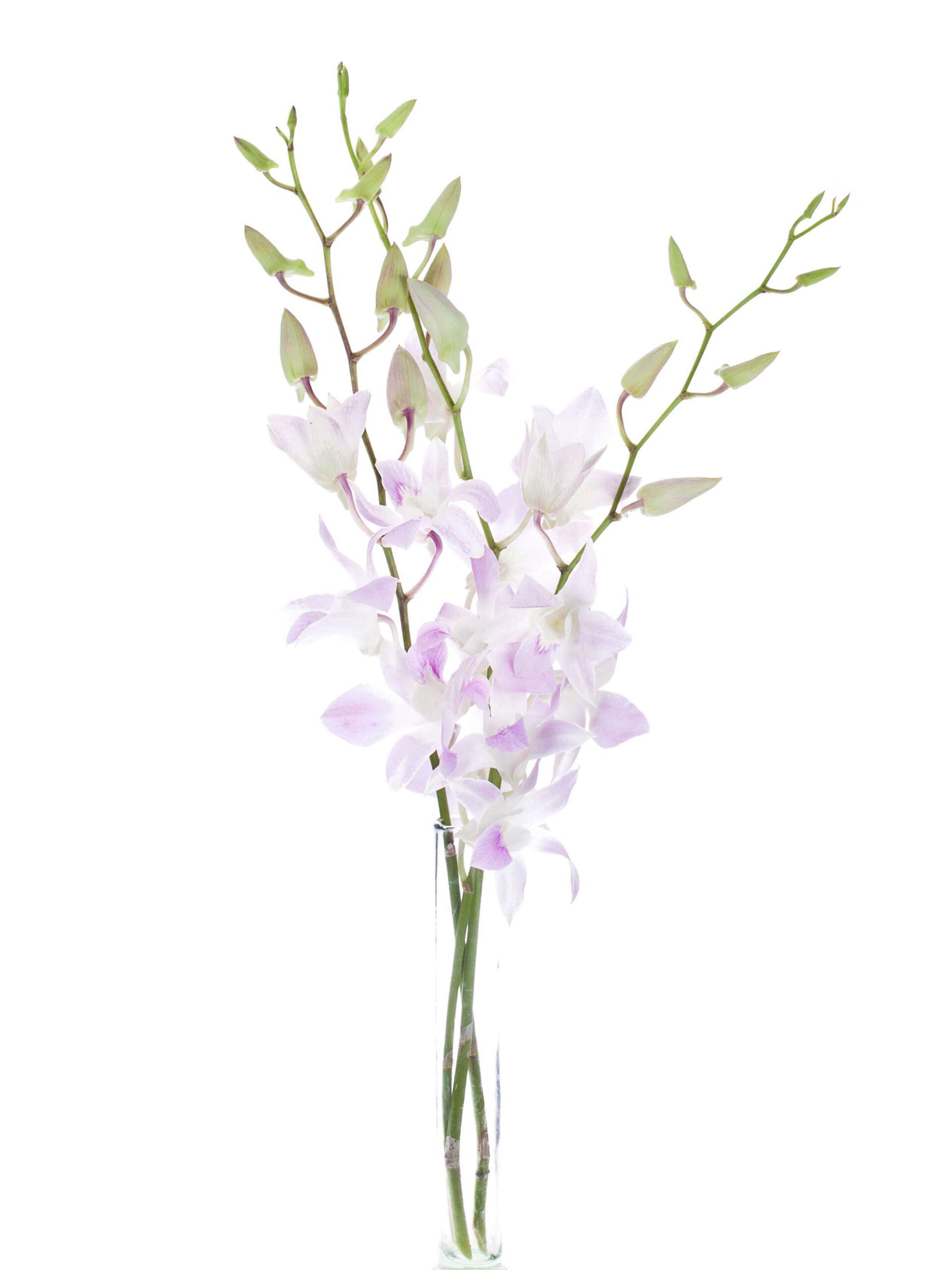 blumigo-bindegr-n-dendrobium-orchidee-wei-rosa-stiel image 2