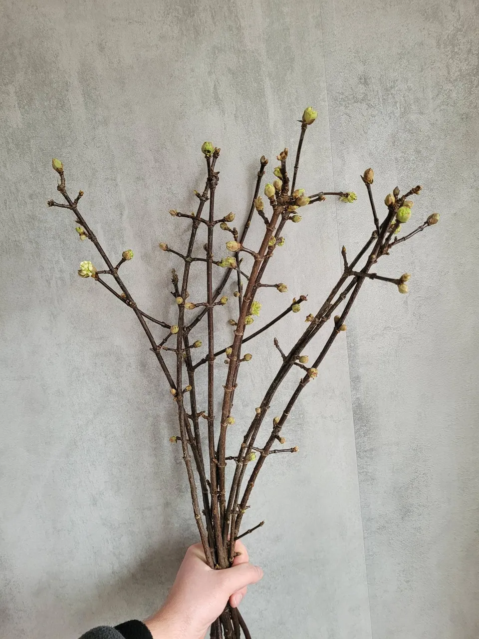 blumigo-viburnum-charles-lamont-greenery-wei-rosa-duft image 1