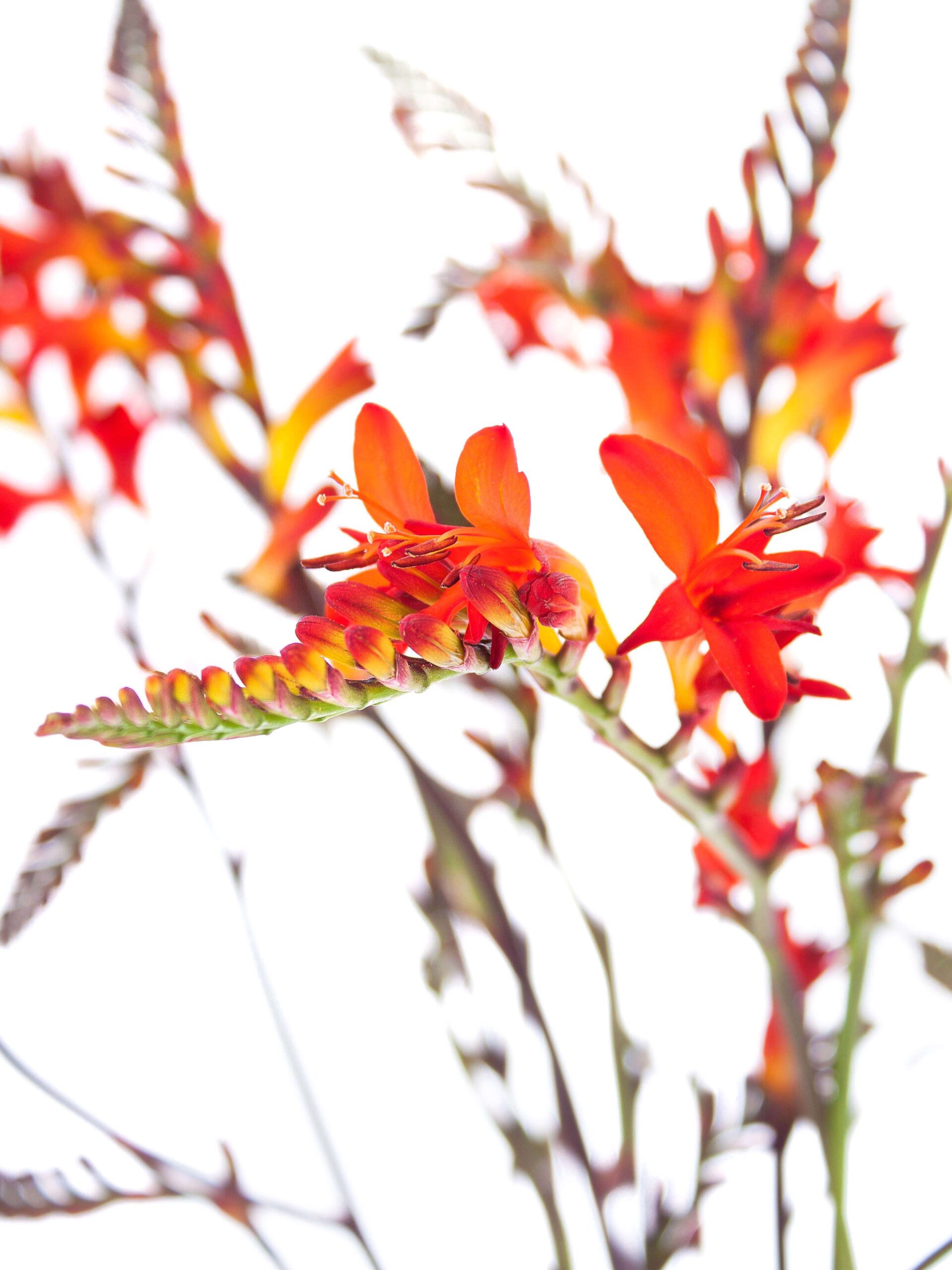blumigo-crocosmia-lucifer-montbretie-orange-rot image 5