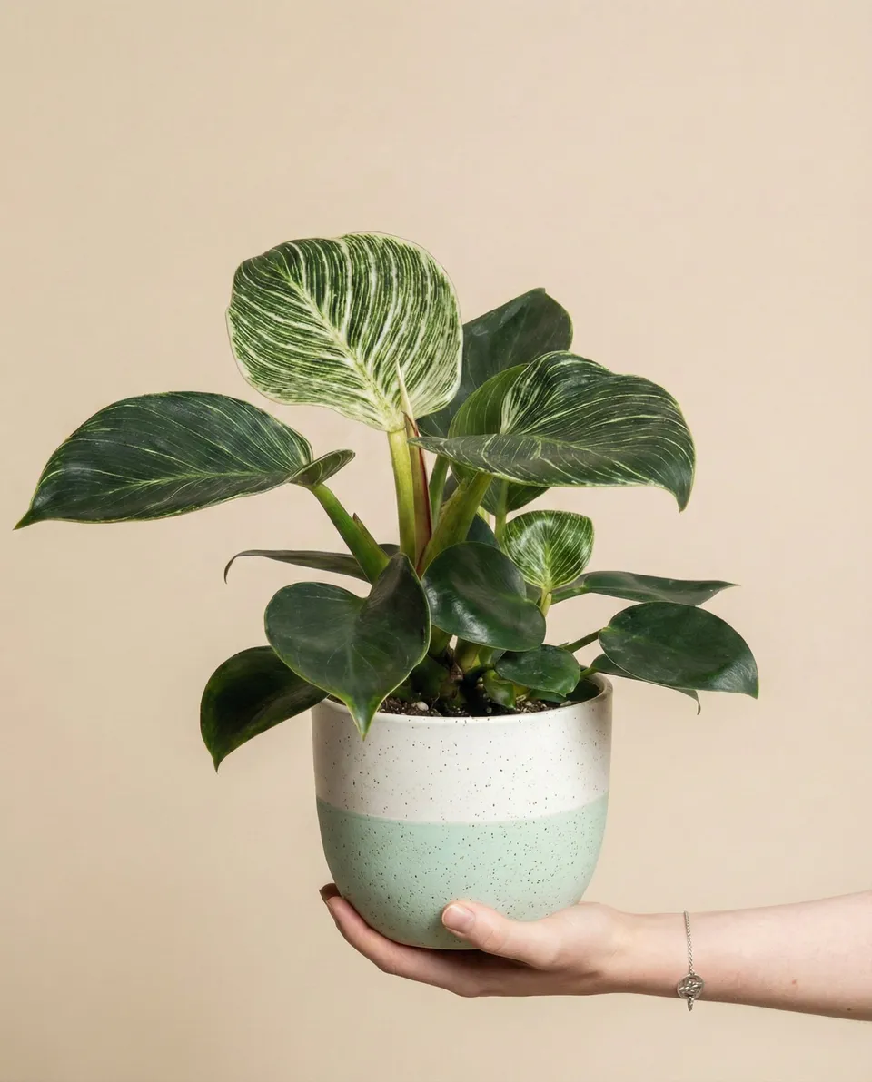 feey-variado-philodendron-birkin-zimmerpflanze-ohne-bertopf image 1