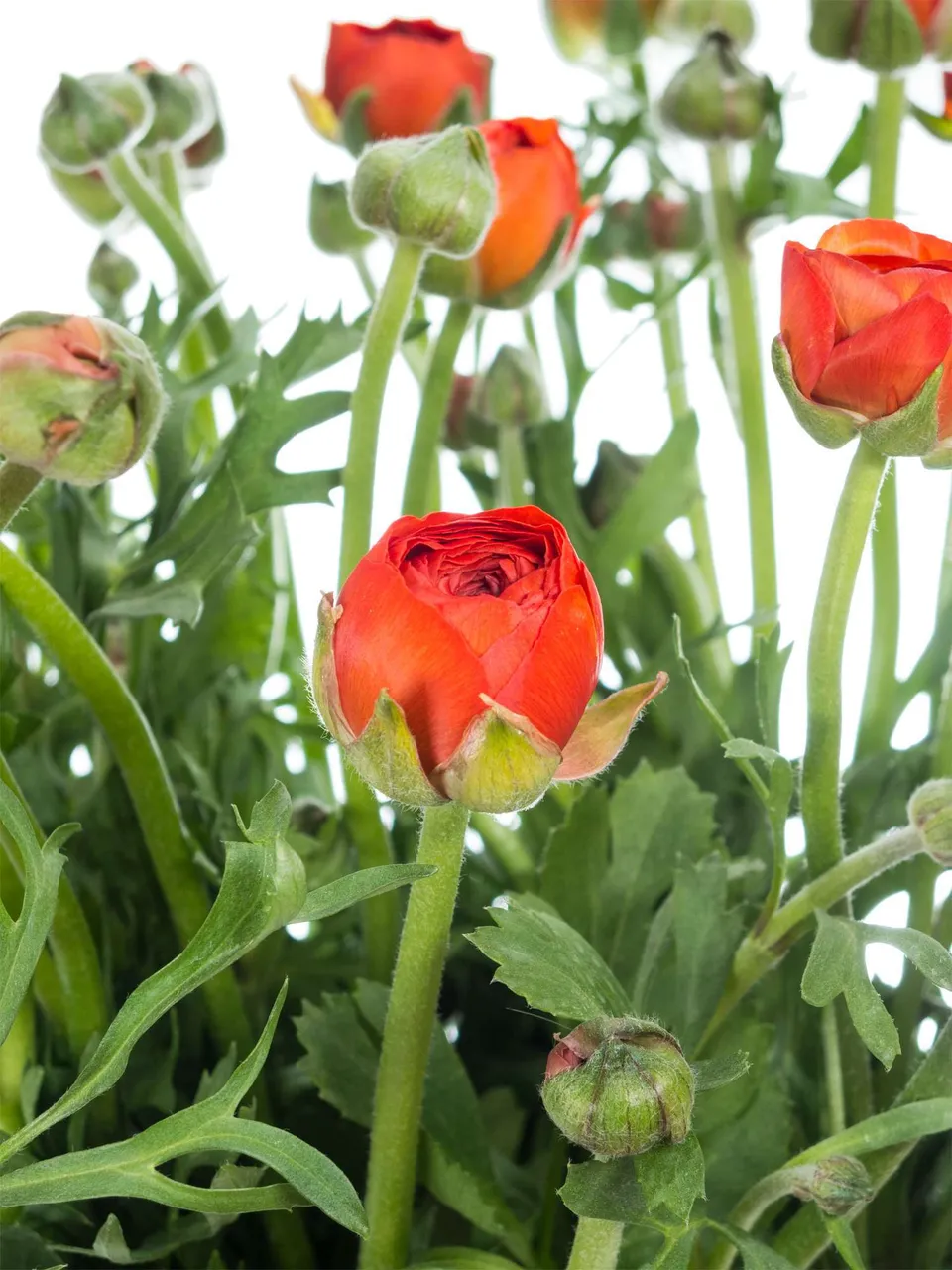 blumigo-ranunkeln-pauline-dark-orange-schnittblume-orange image 1