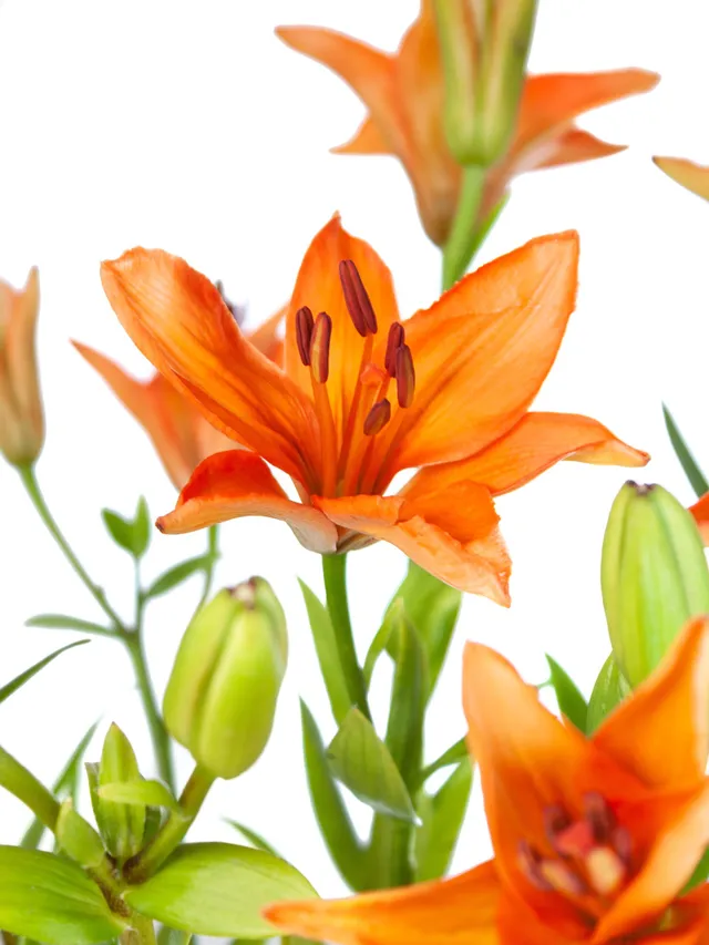 blumigo-lilien-millburn-schnittblumen-orange image 1