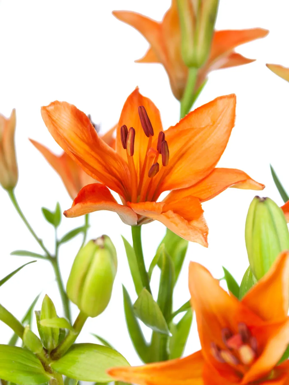 blumigo-lilien-millburn-schnittblumen-orange image 1