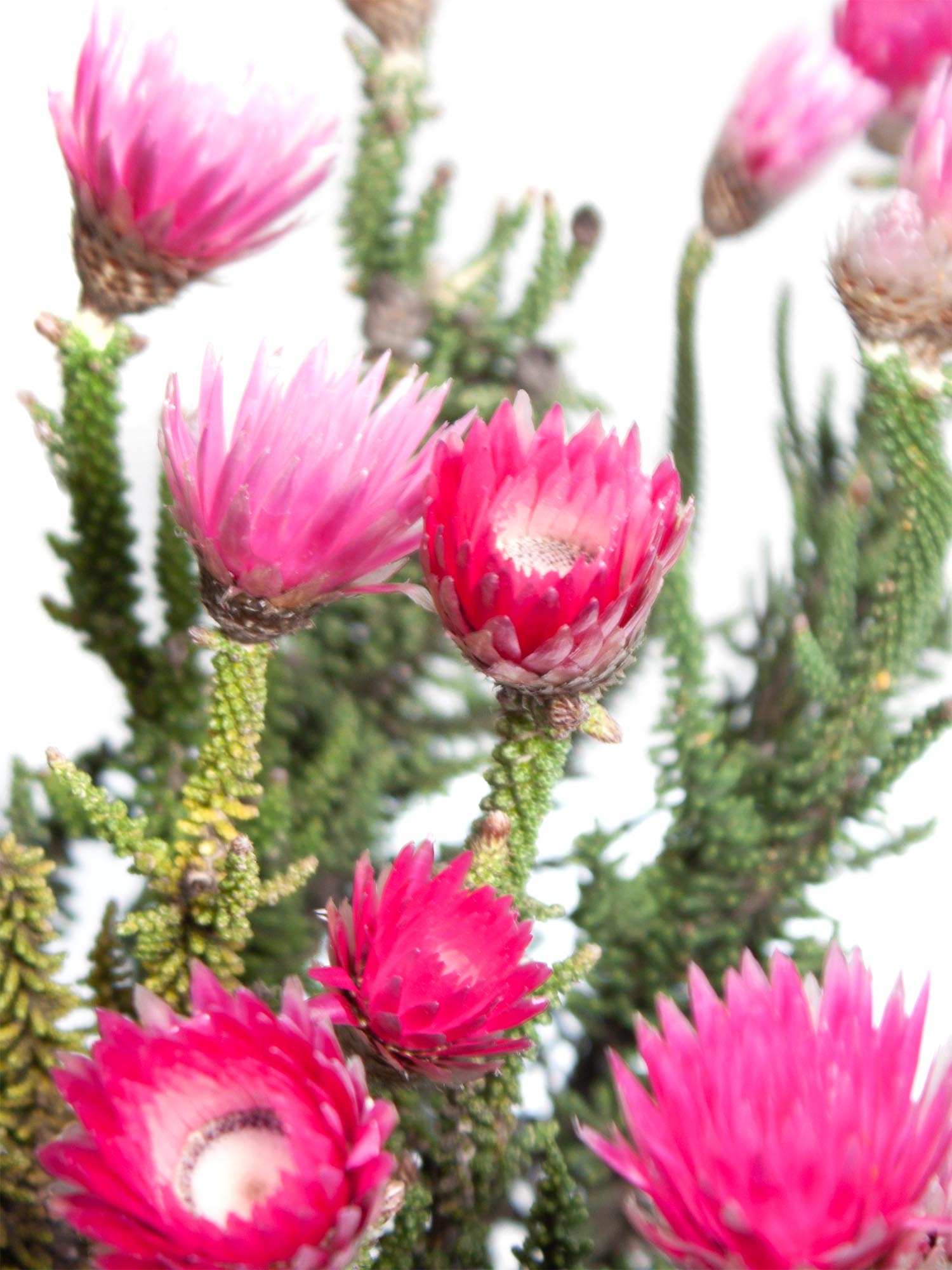 blumigo-phaenocoma-kap-strohblume-pink-trockenblumen image 2