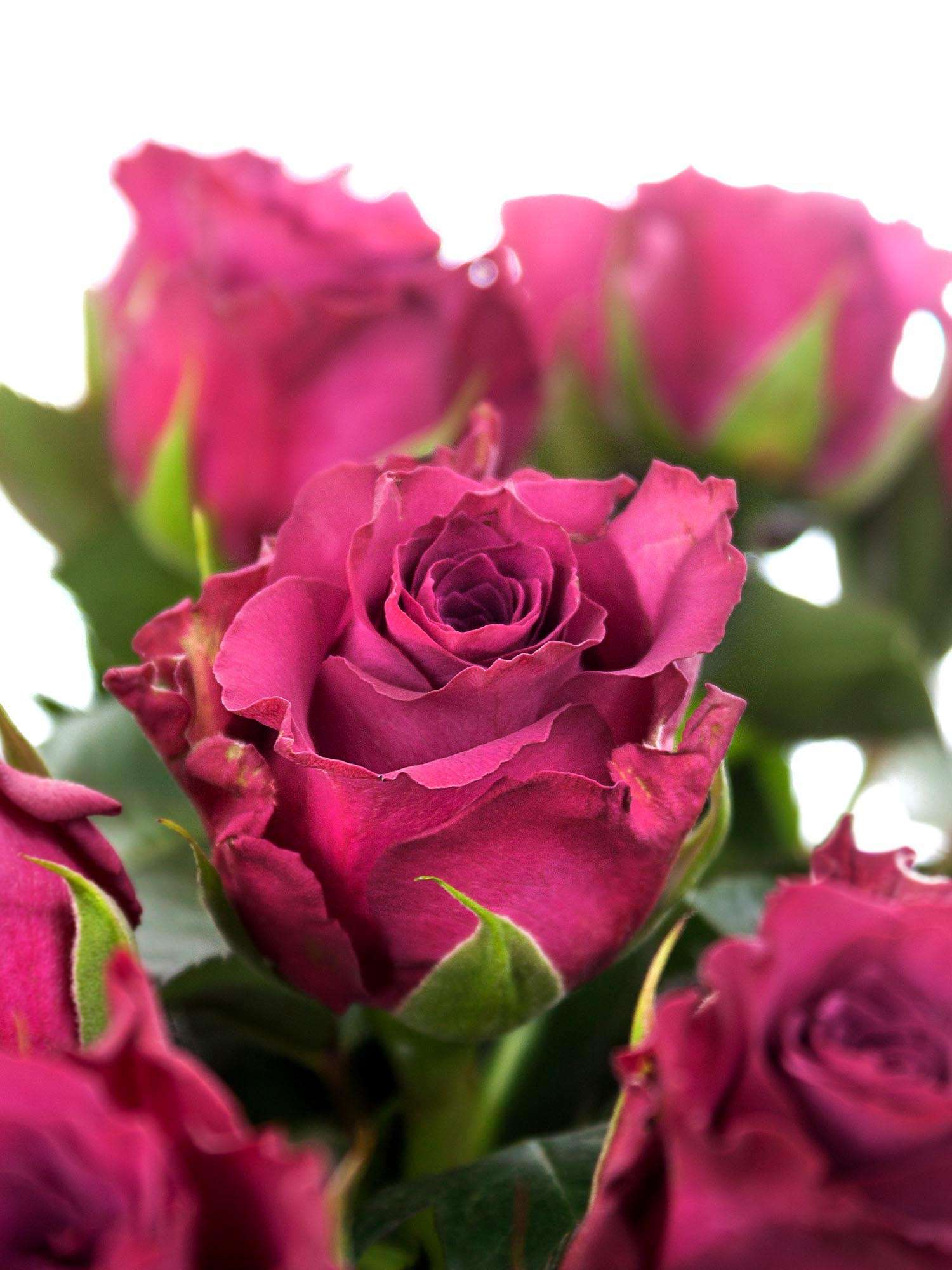 blumigo-rosen-ascot-schnittrose-violett image 1