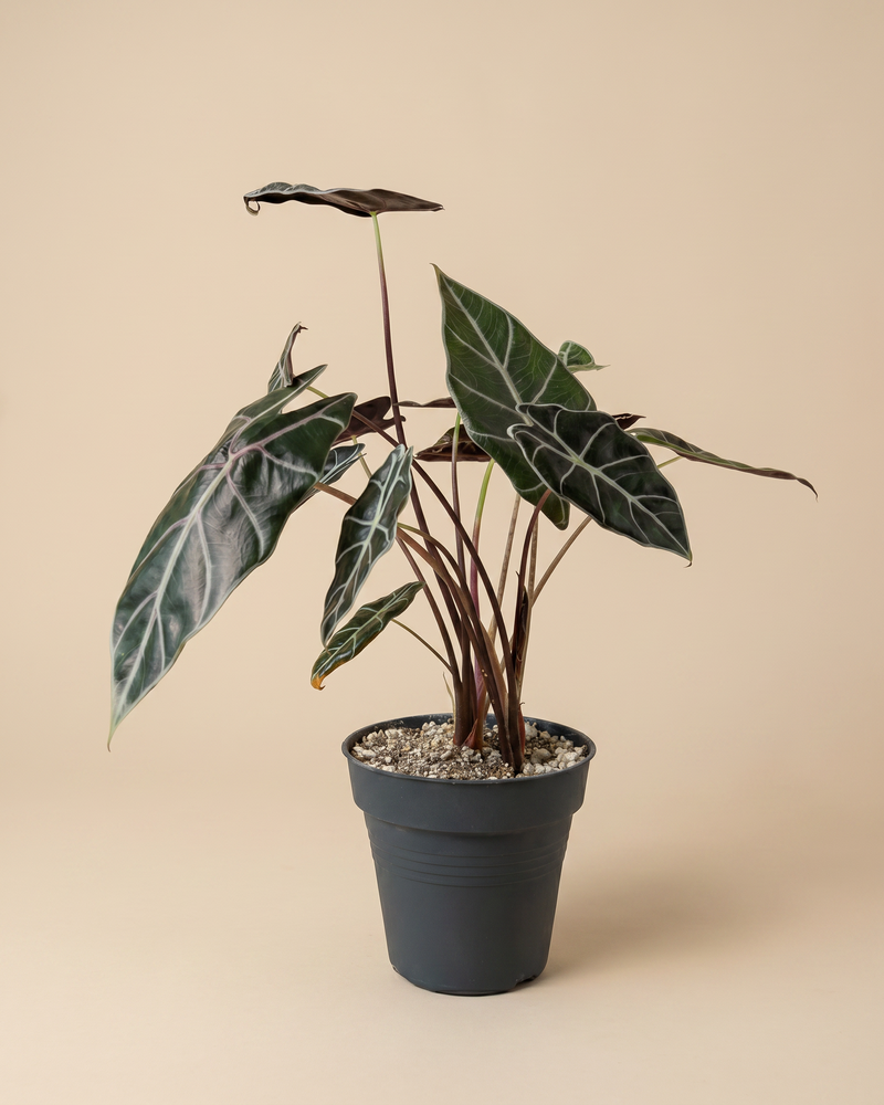 feey-variado-alocasia-red-vein-zimmerpflanze-ohne-bertopf image 3