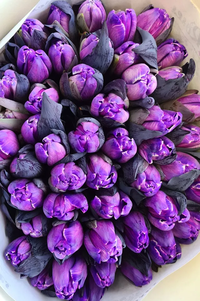 blumigo-tulpen-painted-purple-violette-schnittblume image 1