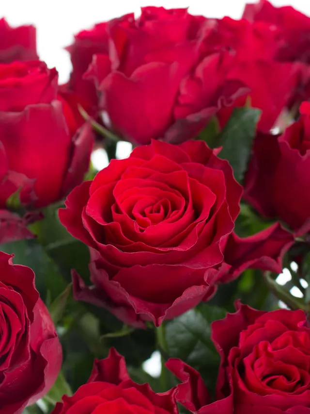 blumigo-rosen-rhodos-rot-extralang-schnittrosen-frisch image 1