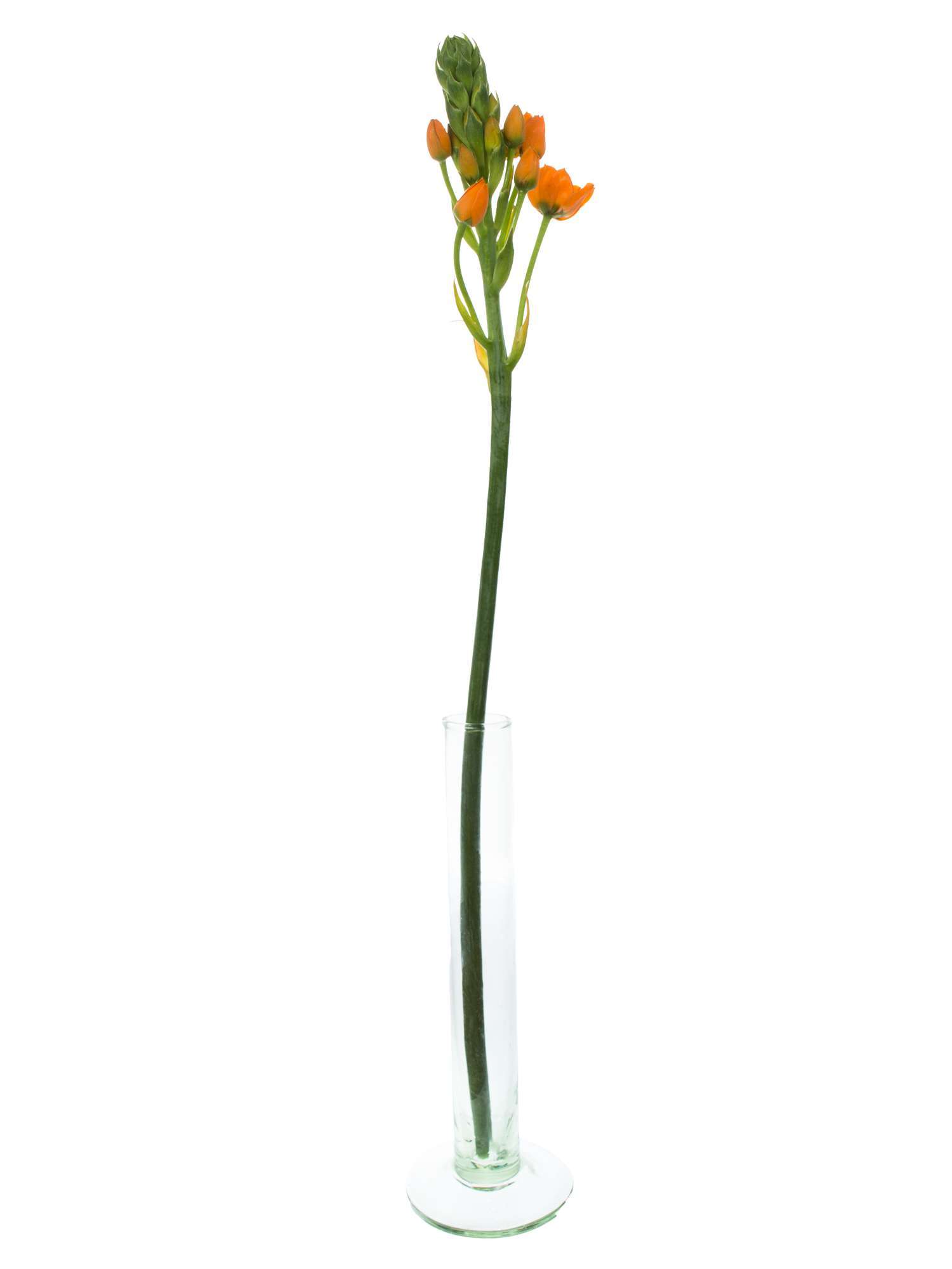 blumigo-ornithogalum-sunshine-schnittblume-orange image 3