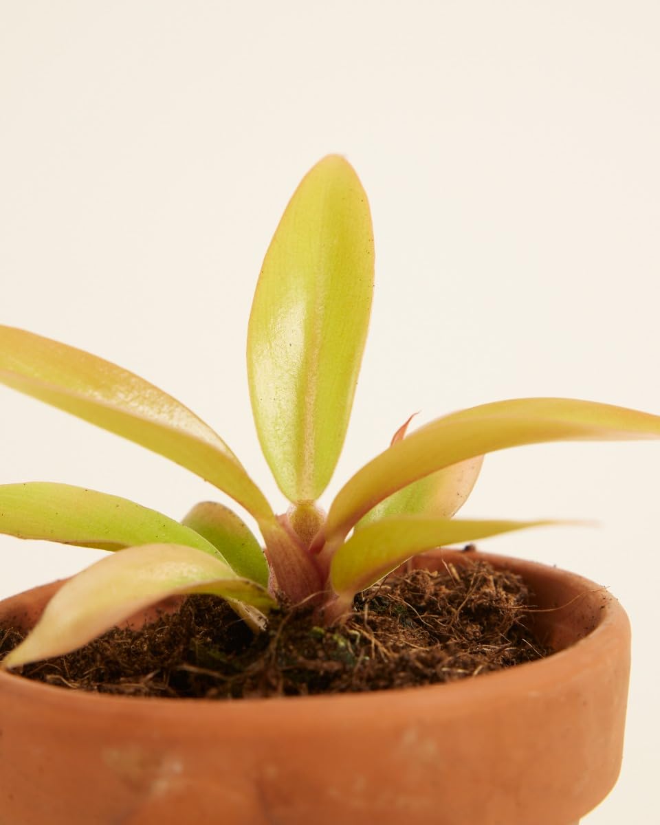 plnts-babyplnts-philodendron-prince-of-orange-zimmerpflanze image 4