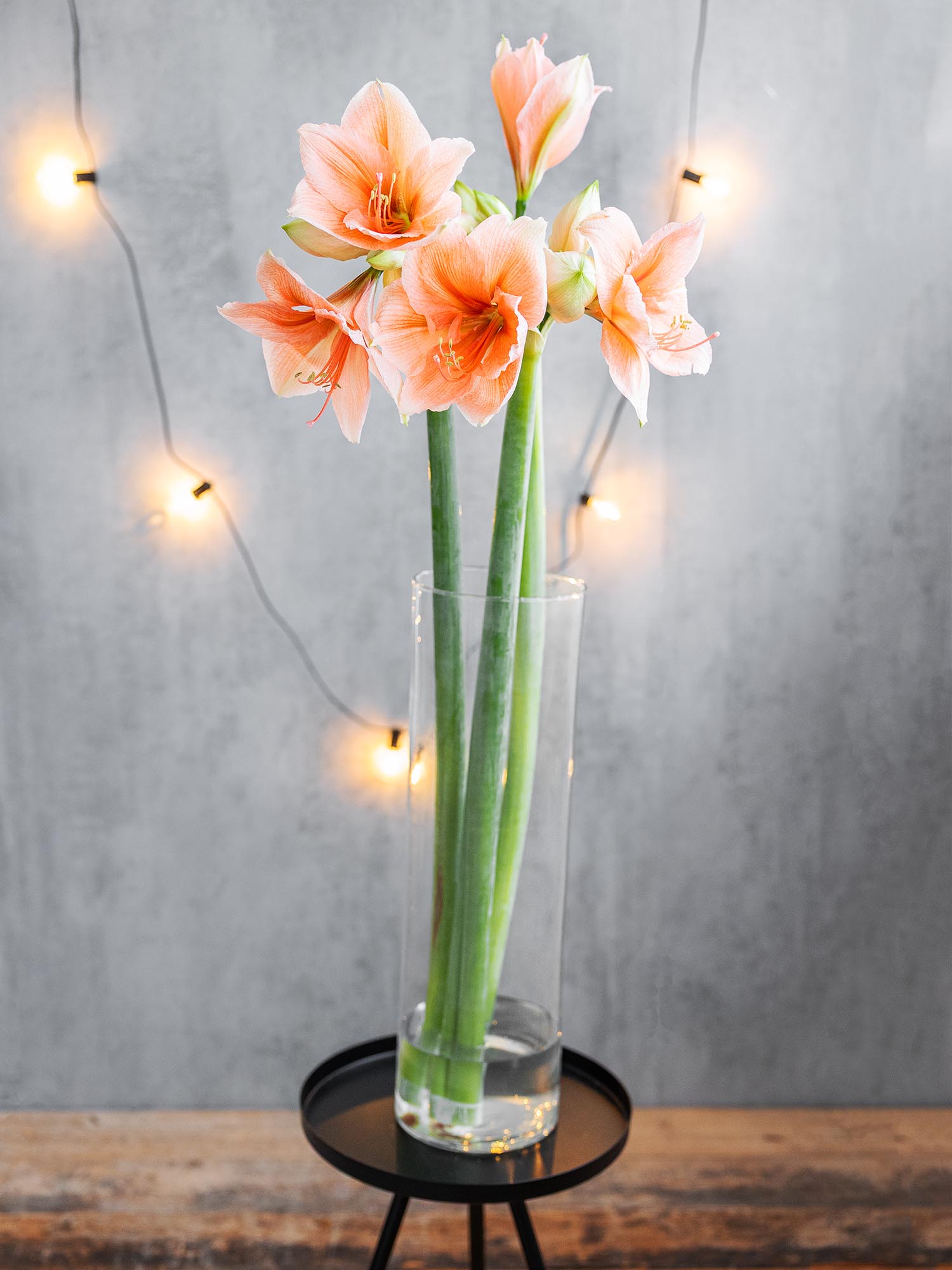 blumigo-amaryllis-rilona-schnittblume-apricote image 2