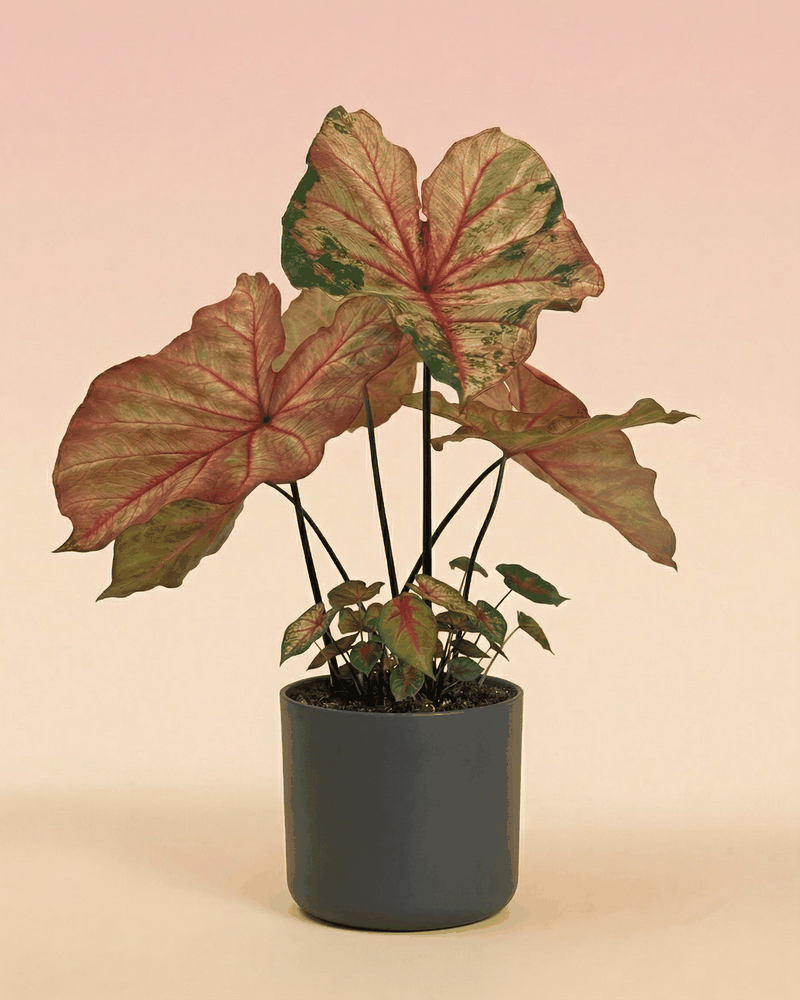 feey-variado-caladium-autumn-beauty-zimmerpflanze-ohne-bertopf image 7