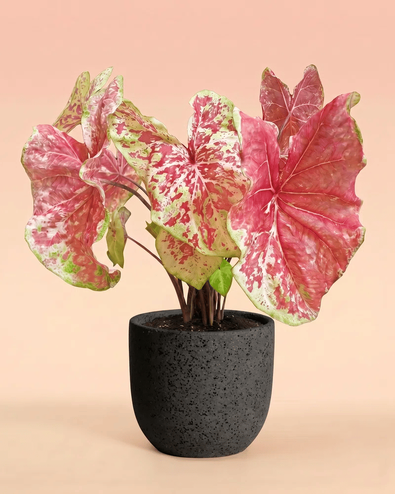 feey-variado-caladium-raspberry-moon-zimmerpflanze-gross image 6