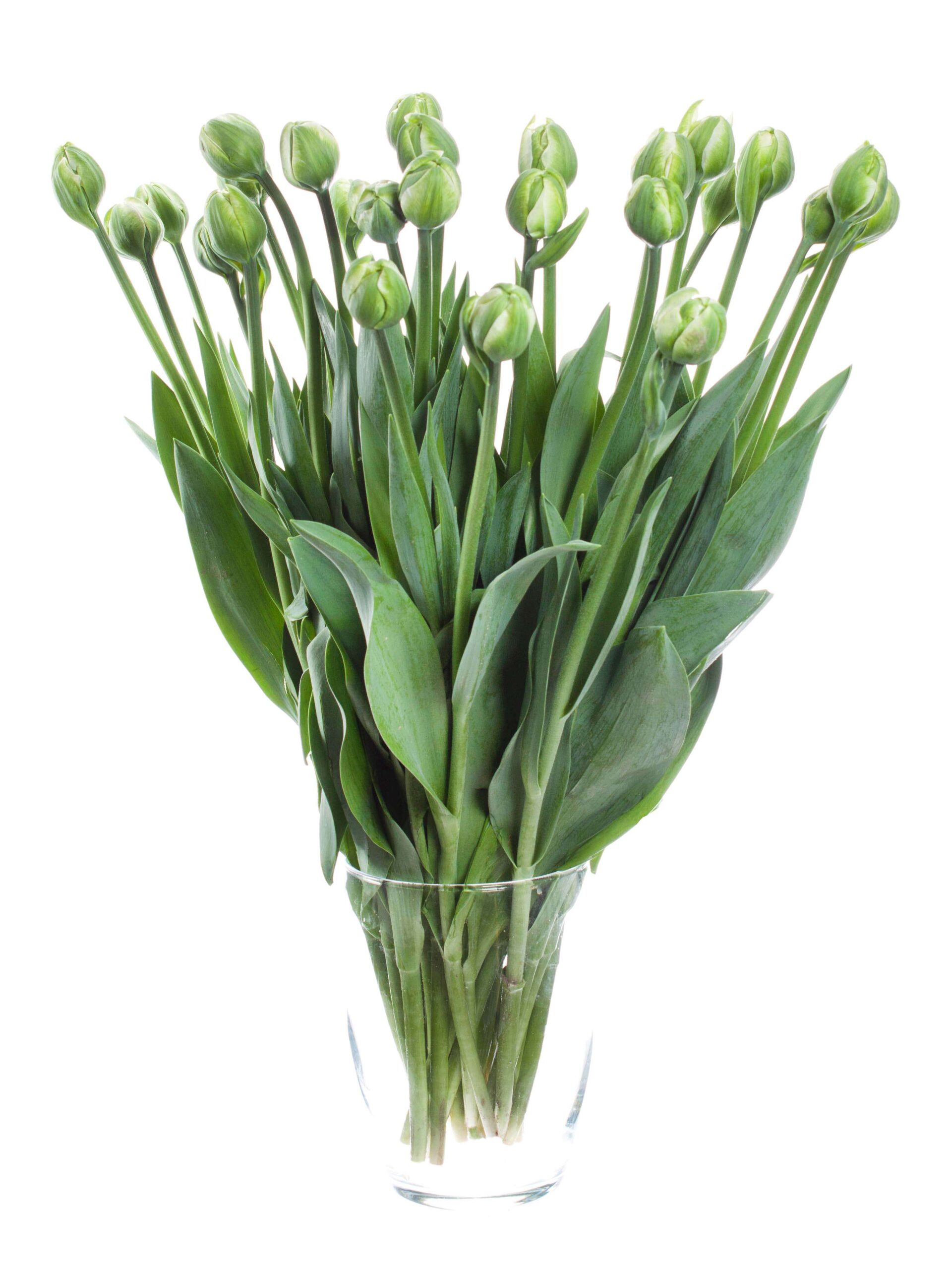 blumigo-tulpen-white-mountain-gef-llt-schnittblumen-wei image 2