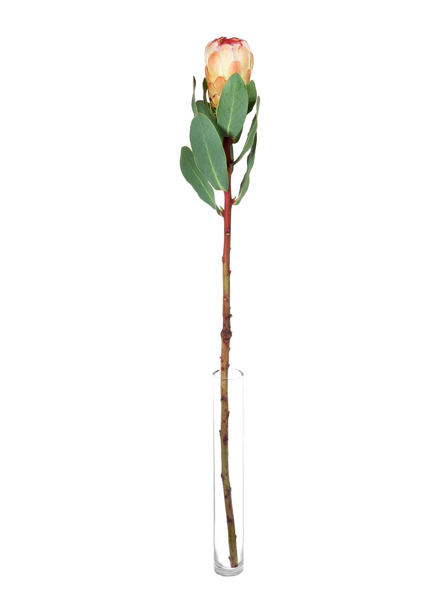 blumigo-proteen-grandicolor-protea-schnittblume-creme-pink image 3