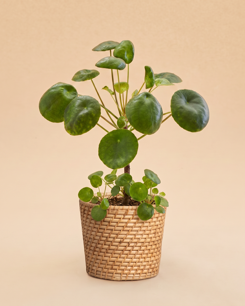 feey-variado-ufopflanze-pilea-zimmerpflanze-tierfreundlich image 8