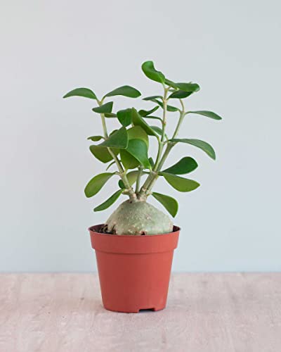 plnts-rareplnts-hydnophytum-papuanum-zimmerpflanze-35-cm-ameisenpflanze image 7