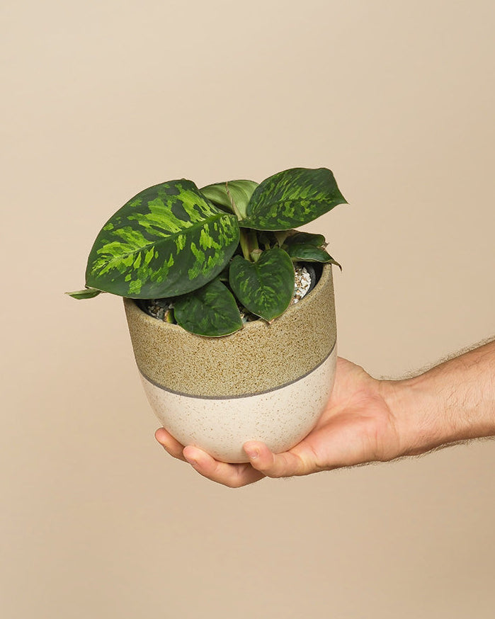 feey-variado-homalomena-camouflage-zimmerpflanze-14cm image 1