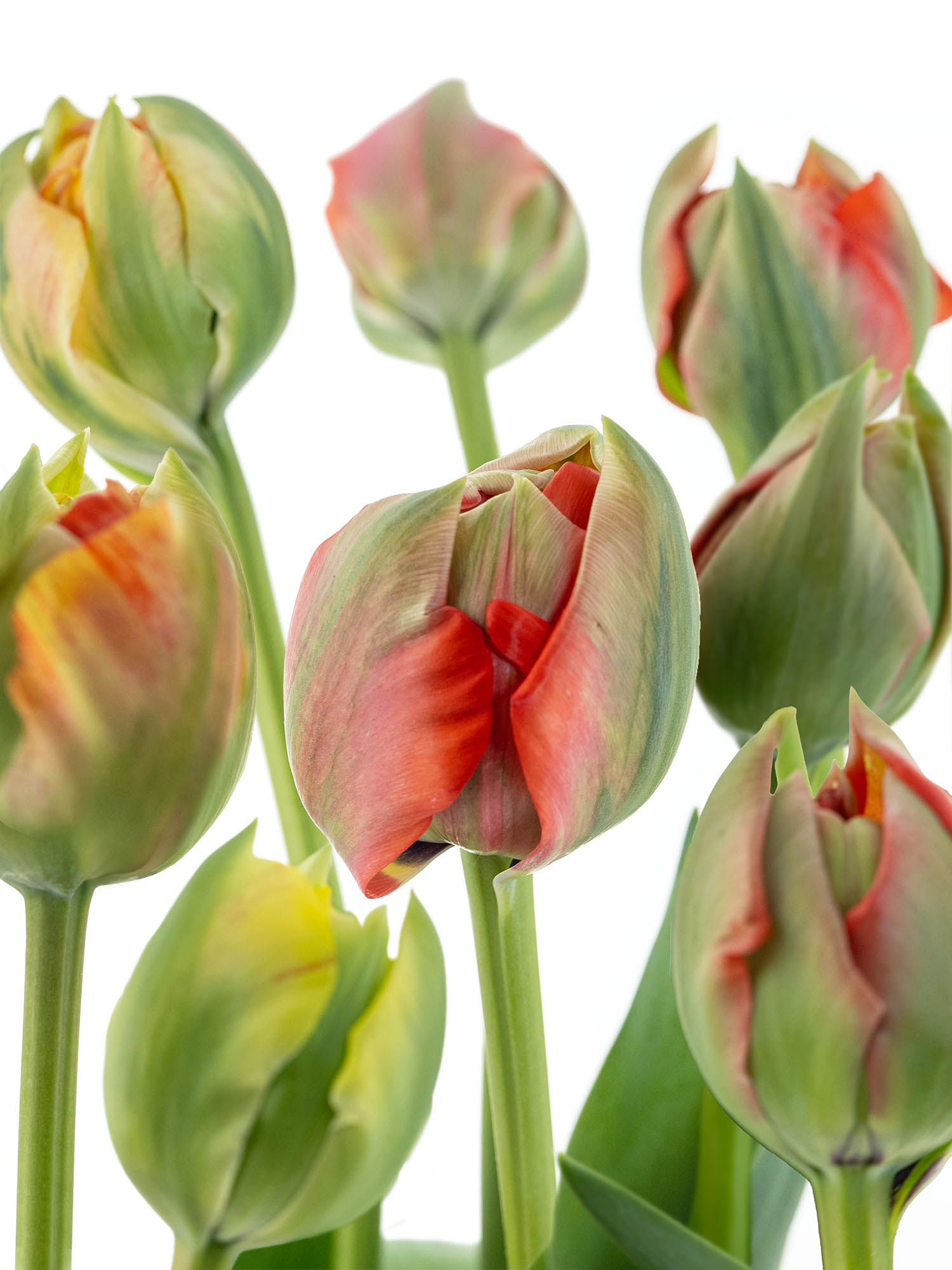 blumigo-tulpen-gudoshnik-double-gef-llt-rot-gelb-stiel image 1