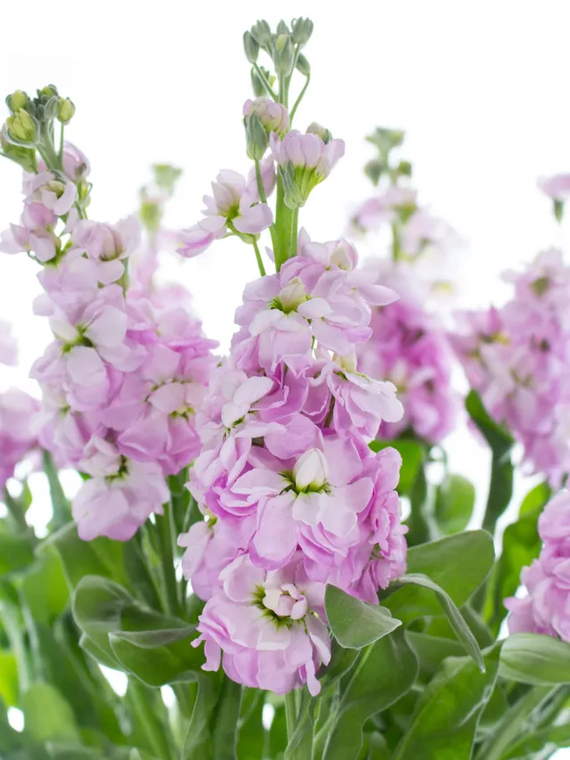 blumigo-rosen-levkojen-figaro-light-rose-schnittblume-rosa image 1