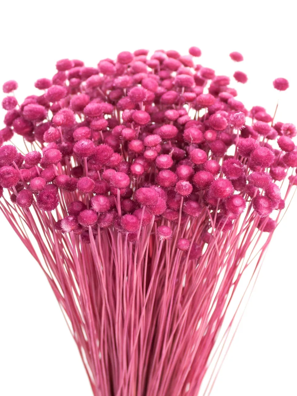 blumigo-trockenblumen-amarelinho-strohblume-pink image 1