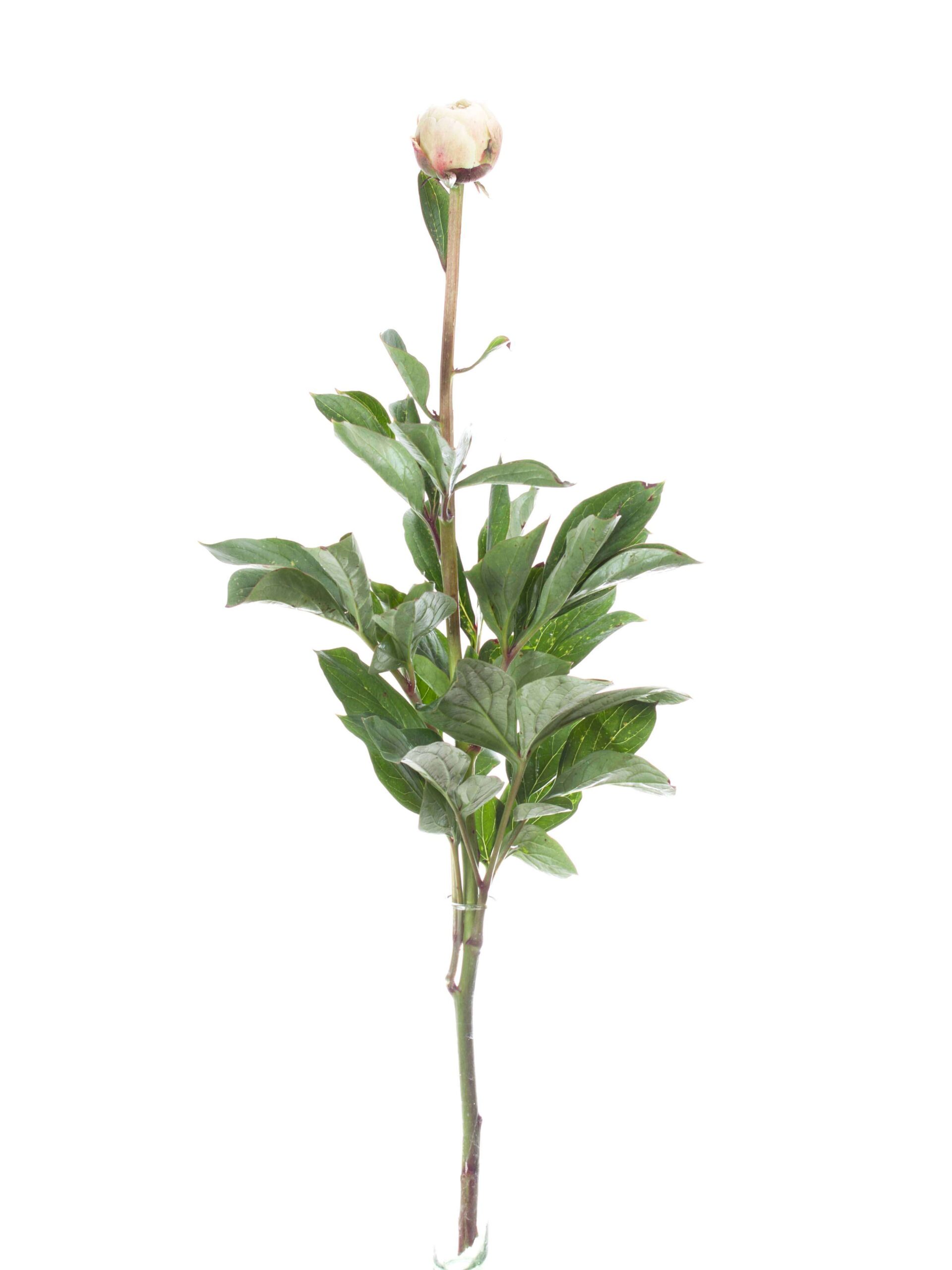 blumigo-pfingstrosen-odile-schnittblume-creme-stiel image 5