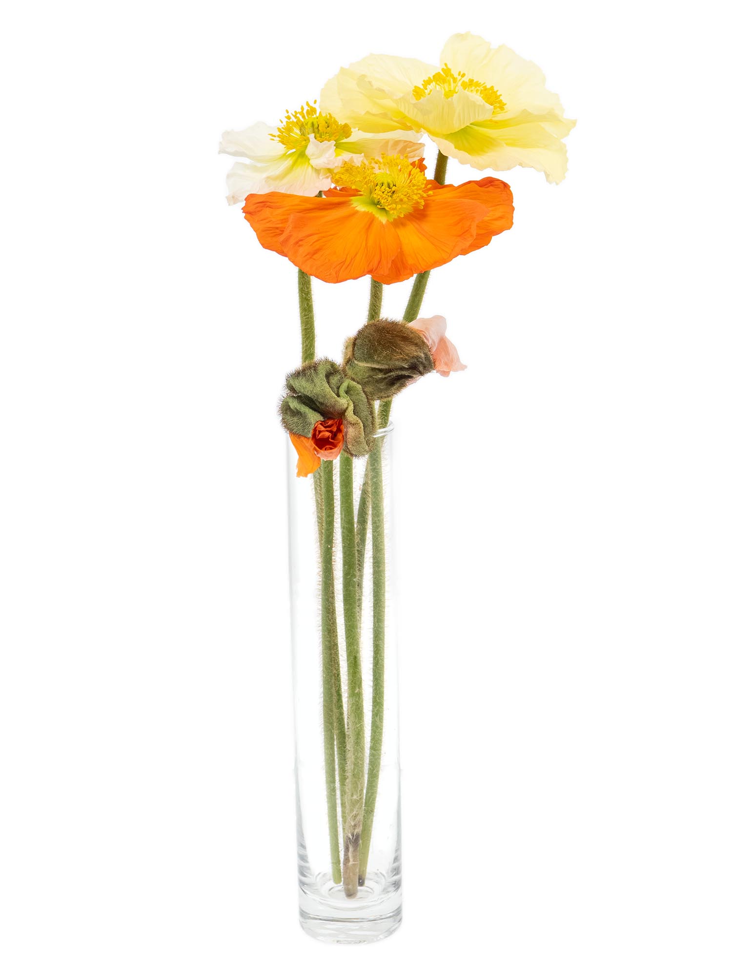 blumigo-herbstdeko-papaver-mohnblumen-bunte-mischung image 6