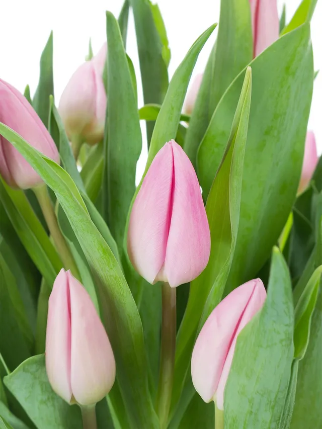 blumigo-tulpen-aafke-rosa-schnittblumen-frisch image 1