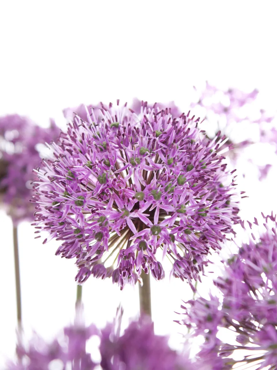 blumigo-fr-hlingsknollen-allium-gladiator-blume-lila image 1